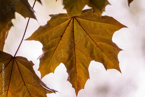 Tree branch with dark red leaves, Acer platanoides, the Norway maple Crimson King. Red Maple acutifoliate Crimson King, young plant with green background.