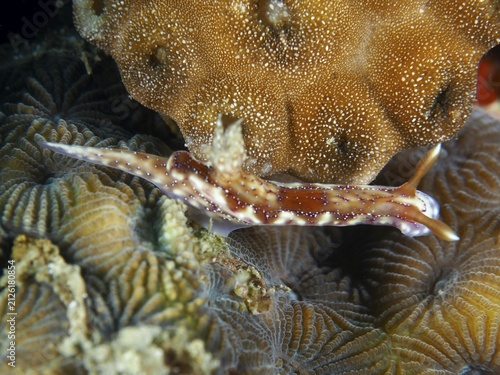 Brown-and-white nudibranch, Krakatoa star nudibranch (Hypselodoris krakatoa), on a coral reef, surrounded by textured corals, Twin Reef dive site, Penyapangan, Bali, Indonesia