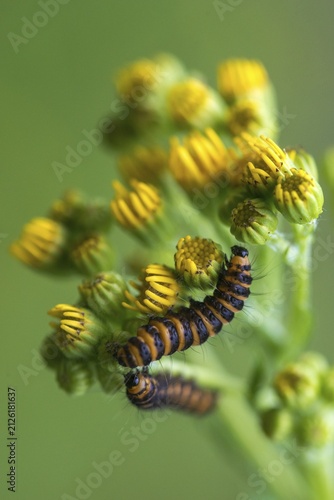 Blood bear, jacobscraut bear, carmine bear, Tyria jacobää, butterfly, cinnabar moth, high size, portrait, inchworm, insects, moths, moths, moth, caterpillar, butterfly