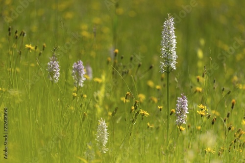 Dactylorhiza fuchsii, fox orchid, fox fingerroot, fox's fingerwort, fox's fingerroot, fox's orchid, orchids, orchid plants, forest orchid, common spotted orchid, flora, plants, plants, plants