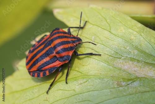 Graphosoma italicum, minstrel bug, striped bug, leaf bugs, insects, bugs