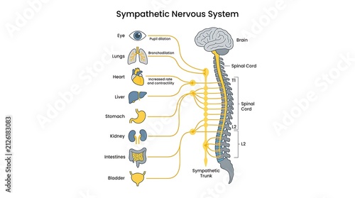Diagram of sympathetic nervous system pathways and organ connections