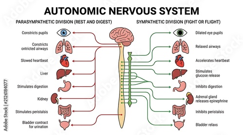 Medical chart showing the autonomic nervous system functions with autonomic