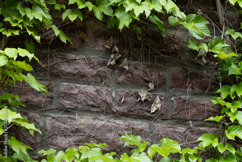 Fresh Green Ivy Climbing on a Dark Stone Wall