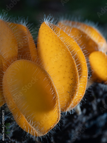 Bristly Tropical Mushroom in Thailand and Southeast Asia.