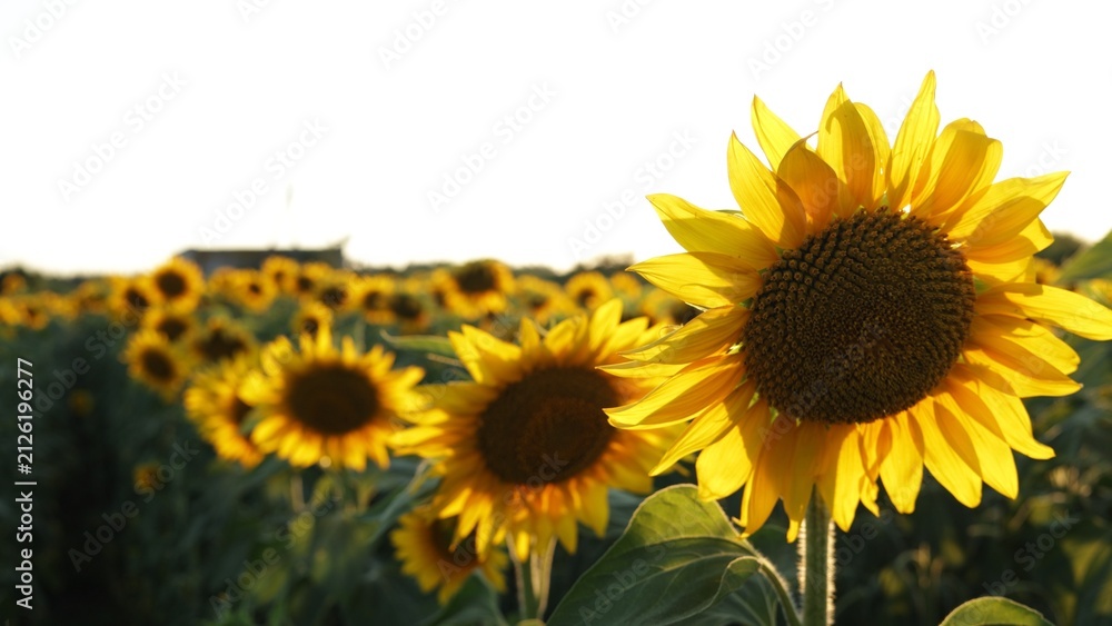 Obraz premium Golden sunflowers in a field bathed in warm sunlight during a summer evening