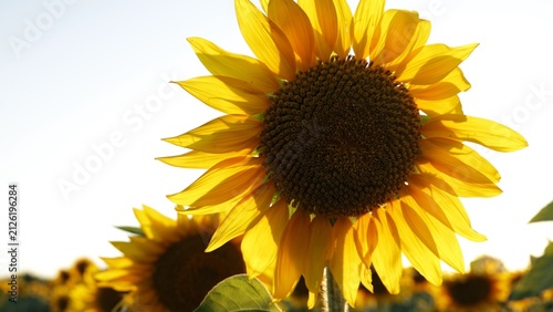 Bright yellow sunflower petals glowing in the warm sunlight of a summer field