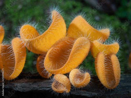 Bristly Tropical Mushroom in Thailand and Southeast Asia.