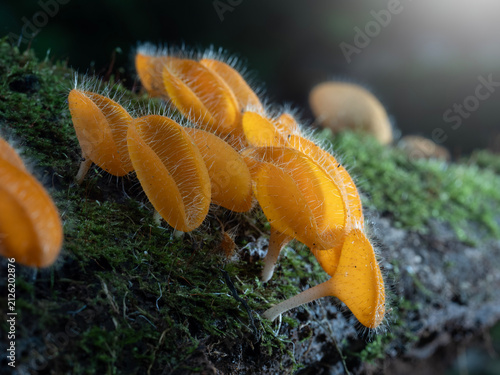 Bristly Tropical Mushroom in Thailand and Southeast Asia.