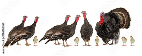 Obraz na plátně large group of turkeys isolated on white background.