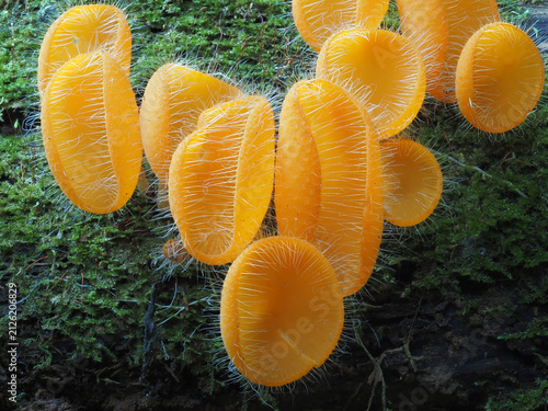 Bristly Tropical Mushroom in Thailand and Southeast Asia.