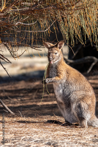 Kangaroo sitting on the ground