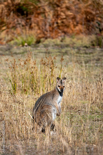 Kangaroo sitting on the ground