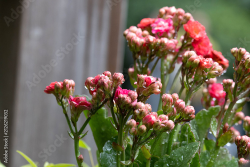Quadro su tela Vibrant Red Kalanchoe Blossoms in Close-Up