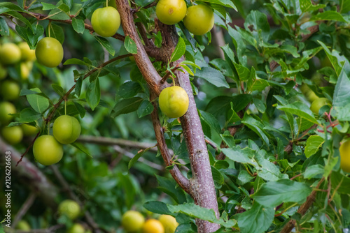 Cherry plum (Prunus cerasifera), also known as myrobalane, with unripe green fruits