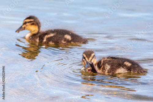 Obraz na płótnie Cute little duckling swimming alone in a lake or river with calm water