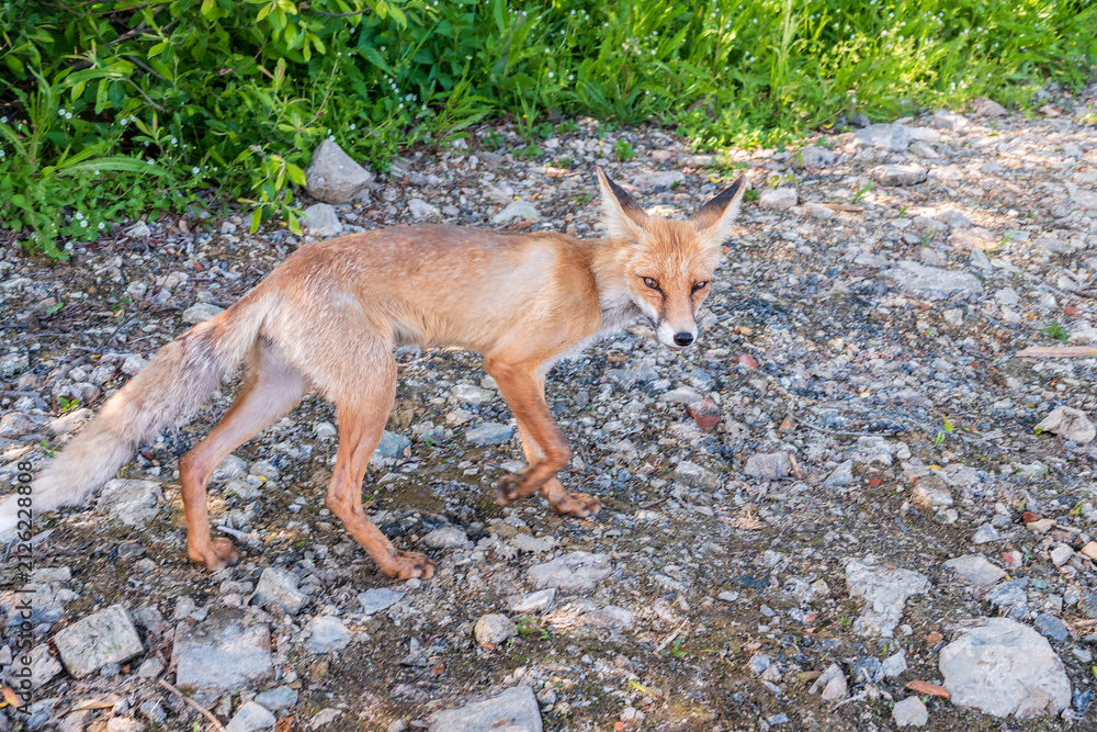 Fototapeta premium The red fox Vulpes vulpes walks along a path in the forest.