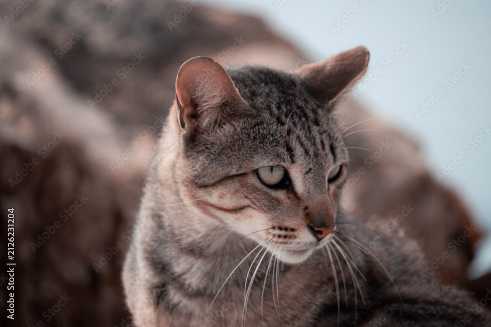 Fototapeta premium portrait of a cat