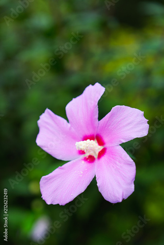 Rose of Sharon Mugunghwa Hibiscus Flower in Summer Garden with Copy Space for Nature Background