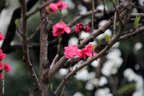 Vibrant red-pink double blossoms blooming along dark branches of an ornamental flowering tree in spring in Japan. Close-up floral photograph with soft natural bokeh and fresh green foliage in the back