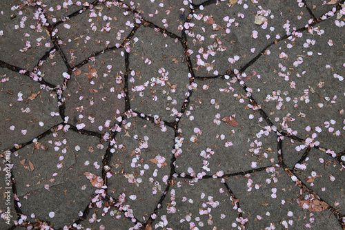 Delicate pink and white cherry blossom petals scattered across irregular stone pavement in spring. Close-up nature scene showing fallen sakura petals creating a subtle floral pattern outdoors.