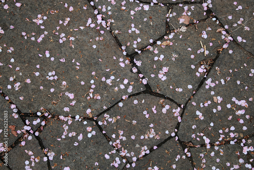 Delicate pink and white cherry blossom petals scattered across irregular stone pavement in spring. Close-up nature scene showing fallen sakura petals creating a subtle floral pattern outdoors.