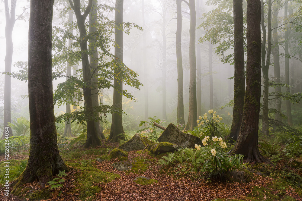 Fototapeta premium Foggy beech woodland with green ferns, moss covered boulders and pale wildflowers on a leaf strewn floor