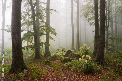 Foggy beech woodland with green ferns, moss covered boulders and pale wildflowers on a leaf strewn floor