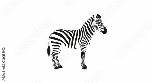 Photography Zebra standing with iconic black and white stripes