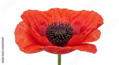Obraz na plátně Vibrant red poppy flower with delicate petals and dark center