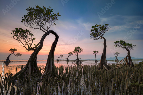 Wind sculpted mangrove trees standing on a mirror like tidal flat among pneumatophore roots at sunset