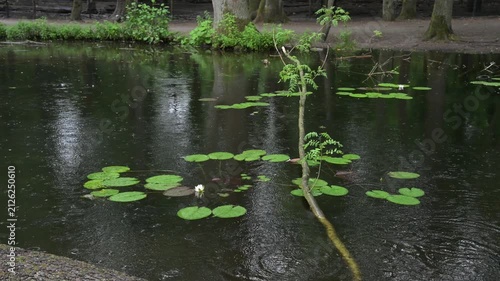 Large raindrops fall onto dark forest river water around bright green water lily leaves and flowers in a static high quality nature video