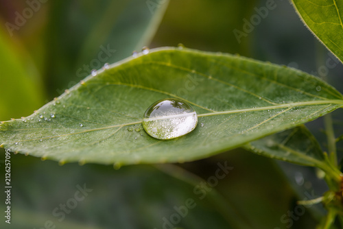 Cuadro en lienzo Clear water drop filled with tiny bubbles sitting on the midrib of a long green