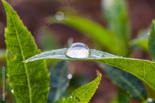 Fotografía Perfectly round water drop balanced on a serrated green leaf against a soft warm