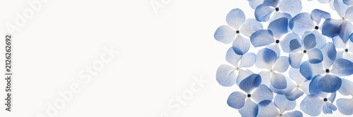 Right-side arrangement of overlapping blue hydrangea petals photographed from above, creating an elegant floral border and wide white copy-space.