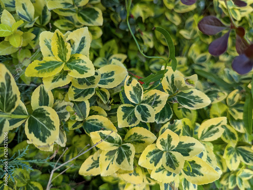 Foto Euonymus Emerald Gold