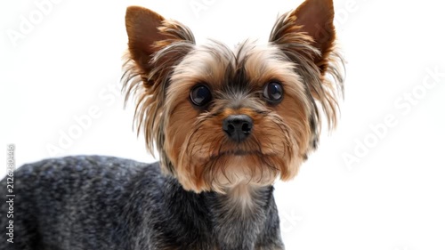 Yorkshire Terrier standing and turning to look at camera on white studio background