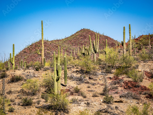 Foto The Rincon Mountain District of Saguaro National Park outside Tucson in southwes