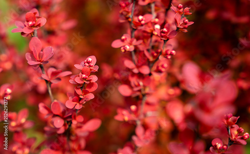 Close up of vibrant red ornamental shrub branches with soft bokeh background. Colorful garden foliage, seasonal nature, autumn colors, landscaping and decorative plant concept. Selective focus.