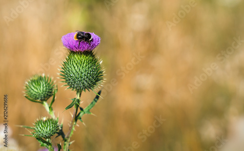 Blooming purple thistle flower with a bumblebee collecting nectar against a warm golden meadow background. Wild nature, pollination and summer wildlife concept.