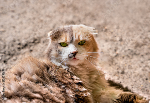 Close up portrait of a cute Scottish Fold cat with expressive green eyes resting outdoors in warm sunlight. Adorable domestic pet with soft fur and curious facial expression.