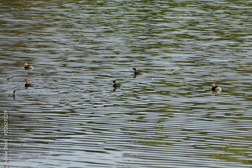 ducks on the lake