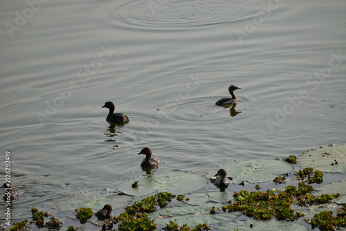 ducks on the water