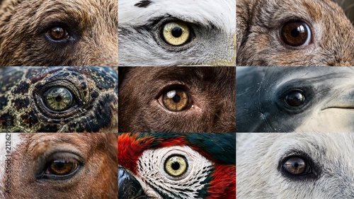 Nine animals opening eyes in split screen - Wildlife biodiversity concept