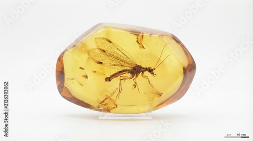 Baltic amber with fossil insect inclusion, snakefly preserved in golden amber, isolated on white background