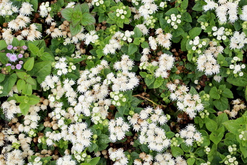 Fotografie Background of white Ageratum mexicanum flowers, a perennial plant