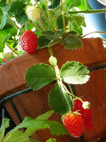 Reife rote Erdbeeren hängen aus einem Blumentopf.