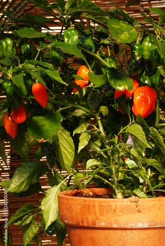 Eine Chilipflanze mit vielen roten und grünen Früchten steht am Balkon.