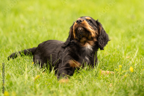 Obraz na płótnie Working Cocker Spaniel puppies