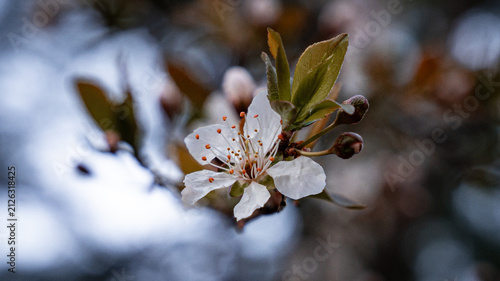 Foto spring view - white cherry tree blossom